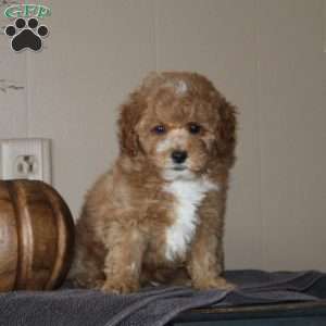 Pumpkin Spice, Bich-Poo Puppy